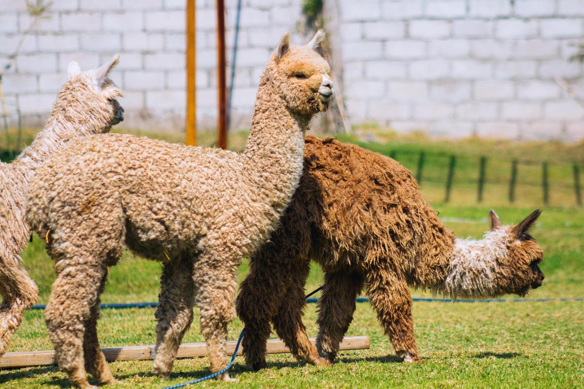 Hacienda Del Valle Sagrado Urubamba Zewnętrze zdjęcie